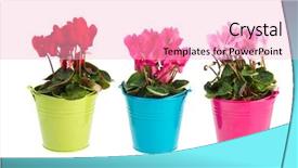  Presentation with colorful cocktails mojito red cocktail - Theme enhanced with red and pink cyclamen plants background and a lemonade colored foreground