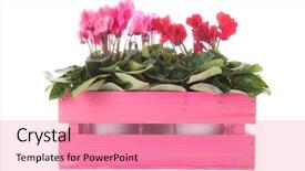  Presentation with pink and white - PPT theme with red and pink cyclamen background and a coral colored foreground