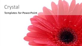  Presentation with daisy - PPT layouts consisting of red and pink daisy flower with white background background and a white colored foreground