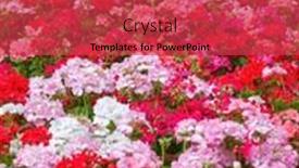  Presentation with red floral - Slides consisting of red-and-pink-geraniums and a red colored foreground