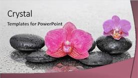  Presentation with pink black - Cool new slide deck with red and pink orchid and wet black stones on wet backdrop and a light gray colored foreground