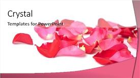 Presentation with pink rose petals - Audience pleasing PPT layouts consisting of red and pink rose petals backdrop and a white colored foreground