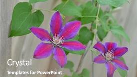  Presentation with clematis - PPT theme consisting of red and purple clematis climbing background and a gray colored foreground