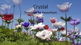  Presentation with poppy - Colorful PPT theme enhanced with red and purple poppy anemone backdrop and a  colored foreground