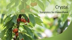  Presentation with australia - Audience pleasing PPT layouts consisting of red and sweet cherries on a branch just before harvest in early summer australia backdrop and a mint green colored foreground
