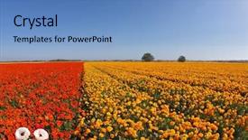  Presentation with field - Presentation theme enhanced with red and the yellow flower background and a  colored foreground