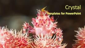  Presentation with crab - Cool new PPT layouts with red-and-white-coral-crab backdrop and a wine colored foreground
