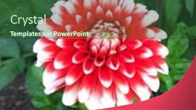  Presentation with dahlia - 