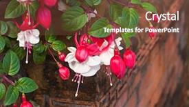  Presentation with red - PPT theme enhanced with red and white fuchsia closeup background and a tawny brown colored foreground