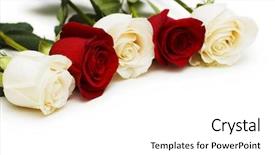 Presentation with white rose - Slides with red and white roses isolated background and a white colored foreground