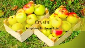  Presentation with bio - PPT theme with red-and-yellow-apples background and a yellow colored foreground