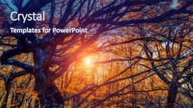  Presentation with autumn leaves - Amazing presentation having red and yellow autumn leaves backdrop and a navy blue colored foreground