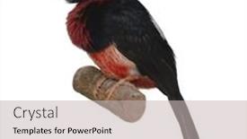  Presentation with yellow - Colorful presentation theme enhanced with red-and-yellow-barbet-trachyphonus backdrop and a light gray colored foreground