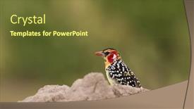  Presentation with termite - Cool new presentation theme with red-and-yellow-barbet-trachyphonus backdrop and a tawny brown colored foreground
