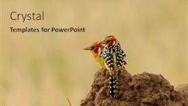  Presentation with termite - PPT theme featuring red-and-yellow-barbet-trachyphonus background and a coral colored foreground