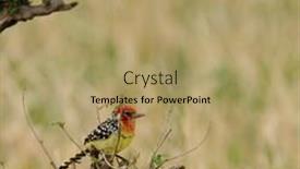  Presentation with termite - Cool new PPT layouts with red-and-yellow-barbet-trachyphonus backdrop and a coral colored foreground