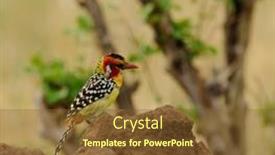  Presentation with termite - Colorful PPT theme enhanced with red-and-yellow-barbet-trachyphonus backdrop and a tawny brown colored foreground