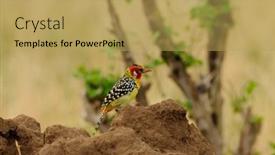  Presentation with termite - Audience pleasing slide set consisting of red-and-yellow-barbet-trachyphonus backdrop and a yellow colored foreground
