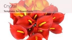  Presentation with calla - Beautiful PPT theme featuring red-and-yellow-calla-flowers backdrop and a lemonade colored foreground