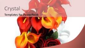  Presentation with calla - Audience pleasing PPT theme consisting of red-and-yellow-calla-flowers backdrop and a coral colored foreground