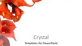  Presentation with calla - Slide deck enhanced with red-and-yellow-calla-lilies background and a white colored foreground