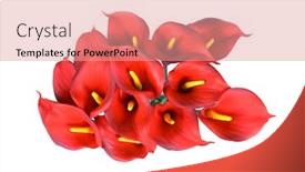  Presentation with calla - Colorful PPT layouts enhanced with red-and-yellow-calla-lilies backdrop and a coral colored foreground