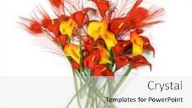  Presentation with calla - Cool new theme with red-and-yellow-calla-lilies backdrop and a light gray colored foreground
