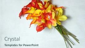  Presentation with calla - PPT theme with red-and-yellow-calla-lilies background and a sky blue colored foreground