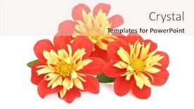  Presentation with white flowers - Audience pleasing slides consisting of red-and-yellow-dahlia-isolated backdrop and a lemonade colored foreground