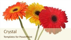  Presentation with flower border - Amazing presentation theme having red and yellow gerbera flower backdrop and a  colored foreground