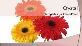  Presentation with red and yellow - Beautiful slide set featuring red and yellow gerbera flower backdrop and a lemonade colored foreground