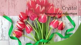  Presentation with ribbon green - Presentation enhanced with red and yellow tulip flower decorative display with green ribbon twist over mottled distressed white wooden background background and a red colored foreground
