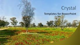  Presentation with red carpet - Presentation theme enhanced with red-anemones-are-great background and a  colored foreground