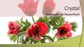  Presentation with red - PPT theme with red anemones isolated on white background and a  colored foreground