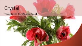  Presentation with red and white abstract - Audience pleasing slides consisting of red anemones isolated on white backdrop and a  colored foreground