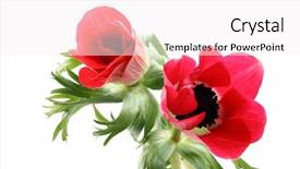  Presentation with currant black white and red - Cool new PPT theme with globe isolated on white background backdrop and a lemonade colored foreground