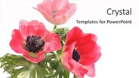  Presentation with red and white festive - Slides enhanced with red anemones isolated on white background and a  colored foreground