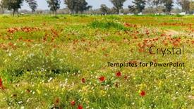  Presentation with red carpet - Presentation enhanced with red-anemones-stand-out-beautifully background and a  colored foreground