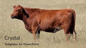  Presentation with pasture - Slides having heifer - red angus cow on pasture background and a coral colored foreground
