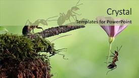  Presentation with parachute - Beautiful presentation theme featuring red ant on a parachute backdrop and a mint green colored foreground