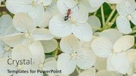  Presentation with white hydrangea - Amazing slide deck having red-ant-on-a-white backdrop and a soft green colored foreground