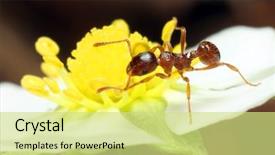  Presentation with ant - Presentation theme with red ant on the strawberry background and a yellow colored foreground