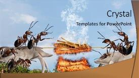  Presentation with ants - Presentation theme enhanced with red ants fry meat barbecue picnic background and a light blue colored foreground