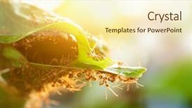  Presentation with ants - Theme featuring red ants help together background and a cream colored foreground