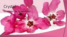  Presentation with red apple tree - Theme with red apple blossom close up background and a coral colored foreground