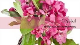  Presentation with fresh water splash green apple isolated white - Audience pleasing slide deck consisting of red apple blossom isolated backdrop and a coral colored foreground