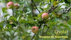  Presentation with red apple tree - Presentation having red-apple-branch-with-green background and a tawny brown colored foreground