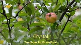  Presentation with red apple tree - Slide deck consisting of red-apple-branch-with-green background and a tawny brown colored foreground