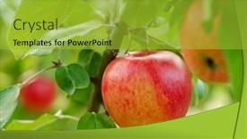  Presentation with red apple tree - Slide deck featuring red-apple-close-up background and a gold colored foreground