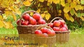  Presentation with bio - Theme enhanced with red apples in the basket background and a gold colored foreground